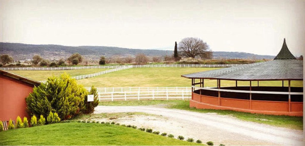 Şarap