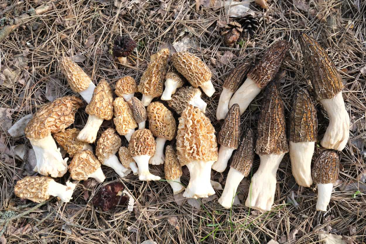 Mantar çeşitleri