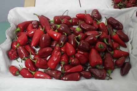 arnavut-cucka-biber-gaz-yapimi